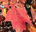 Red Maple Leaf In Autumn.jpg